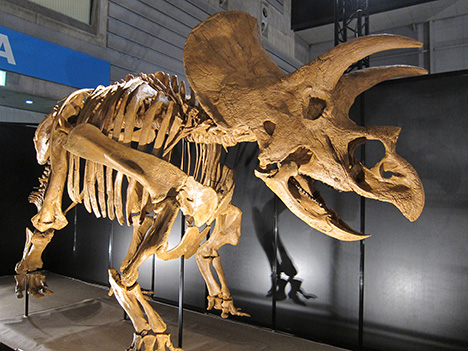 恐竜の骨格